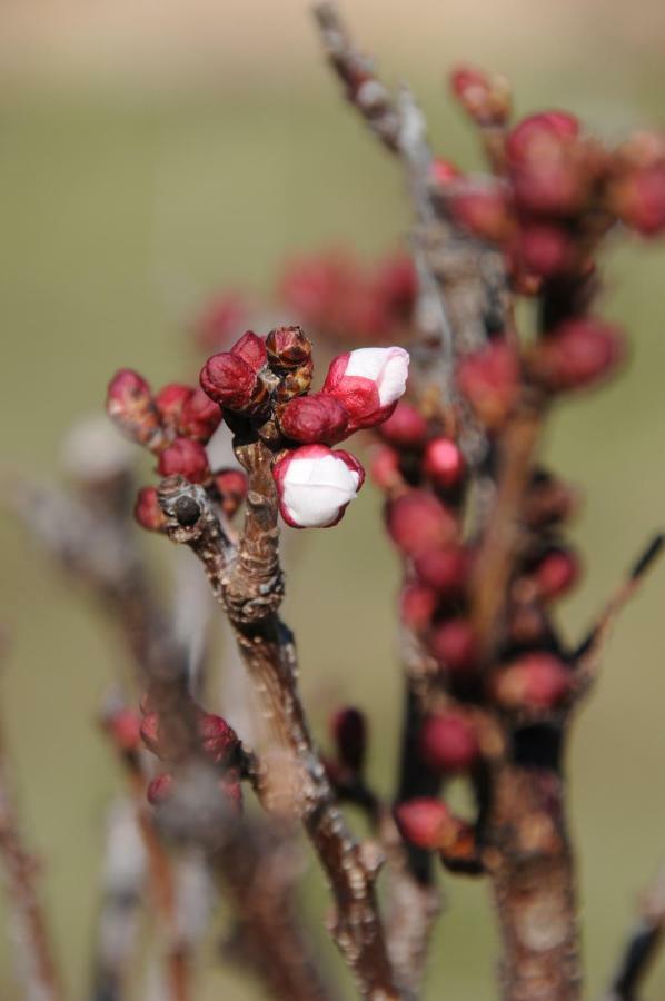 Masia De Vallforners Tagamanent 外观 照片
